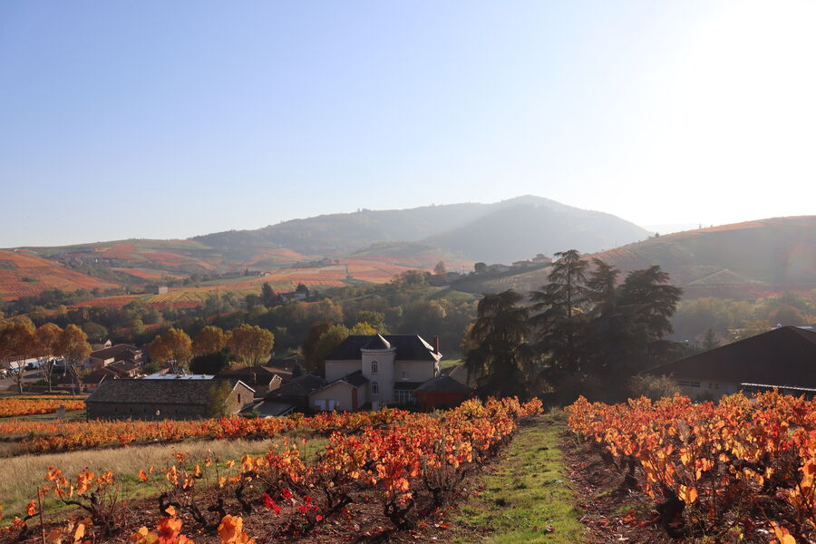 le chateau et ses vignes