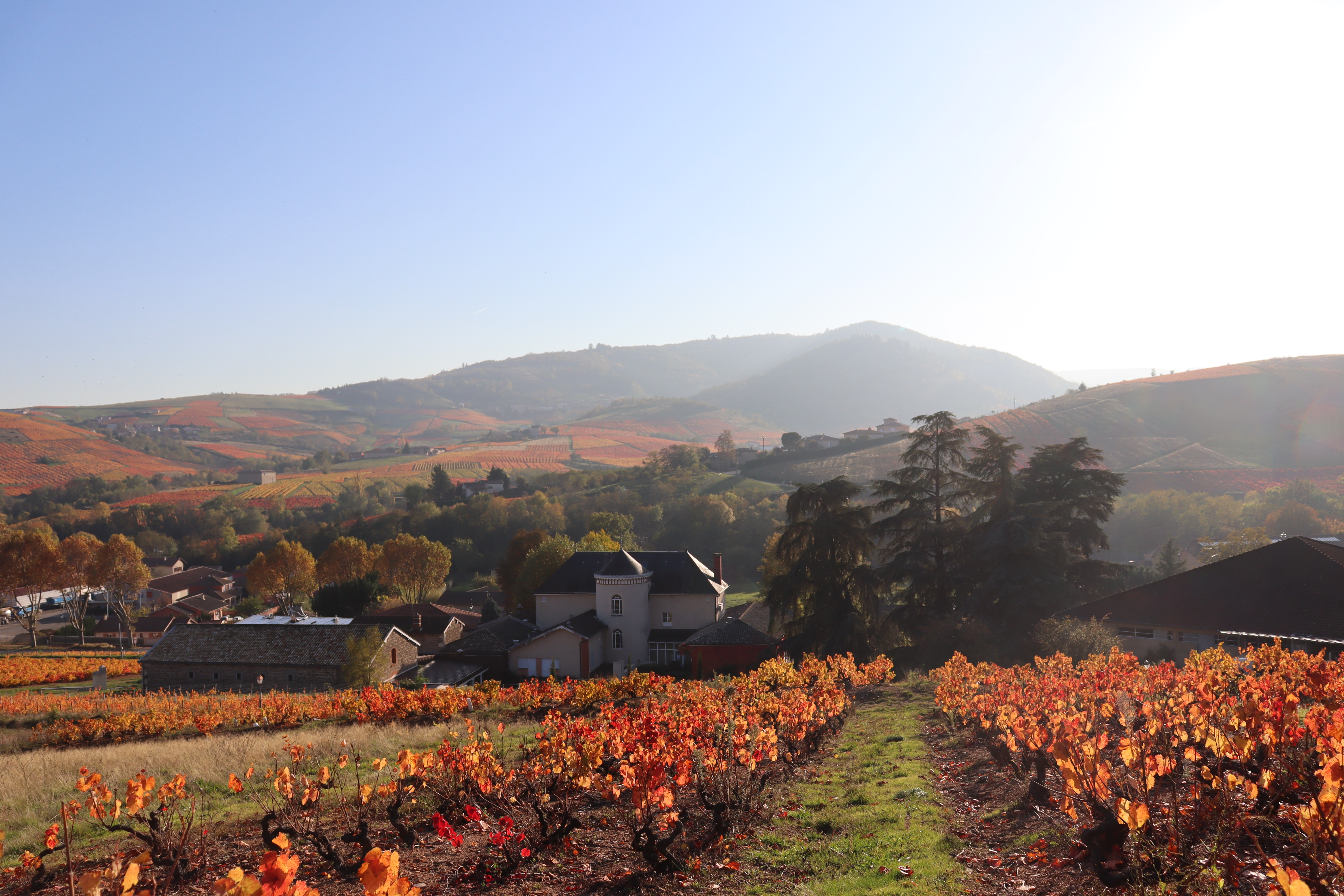 le chateau et ses vignes