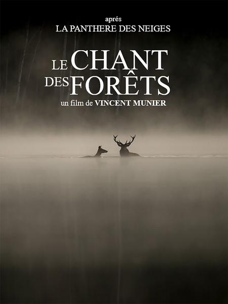 Le chant des forêts - © Le chant des forêts