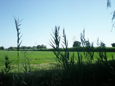 Mas des Rizières, Arles - photo 6