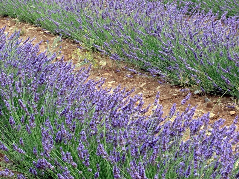Distillerie Sainte-Victoire