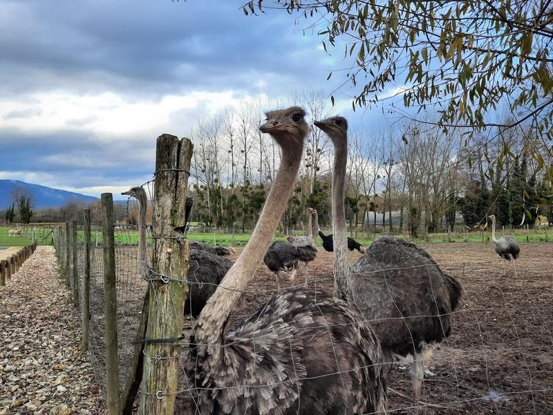 Elevage d'autruches du Père Louis - Vézeronce-Curtin - Balcons du Dauphiné - Nord-isère - à une heure de Lyon