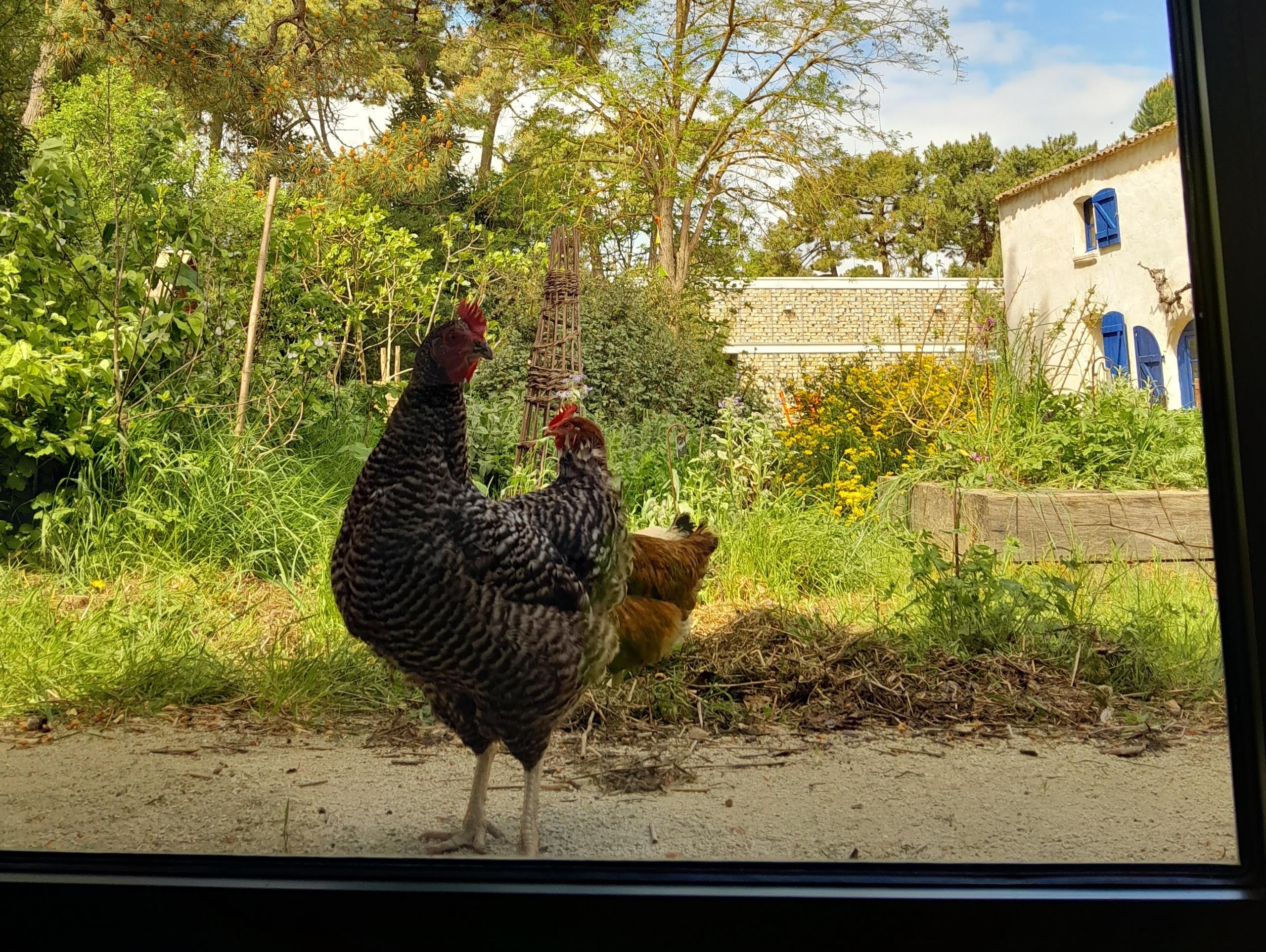 Atelier 7-12 ans : Une aire de jeux pour poules