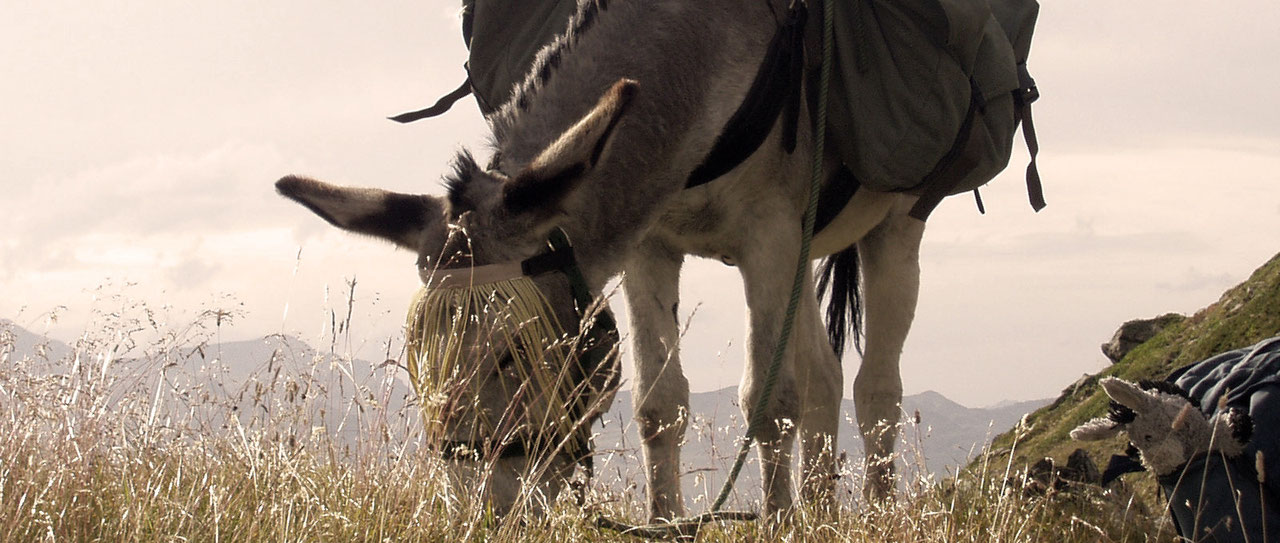 Location d'ânes avec Alternative animale