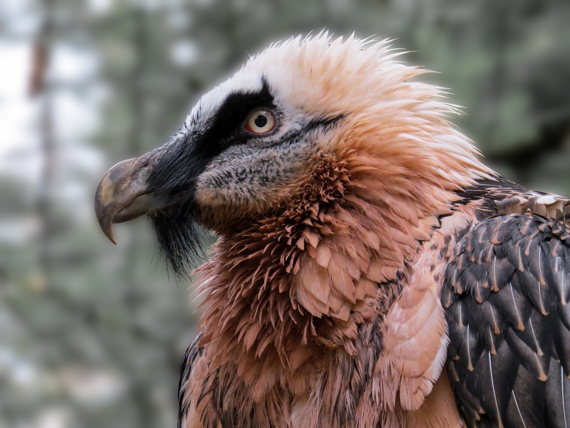Fun activities - The Bearded Vulture