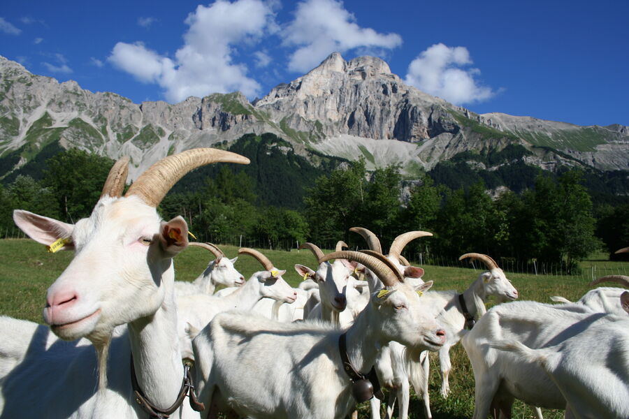 Le Cris-Cath - Tréminis