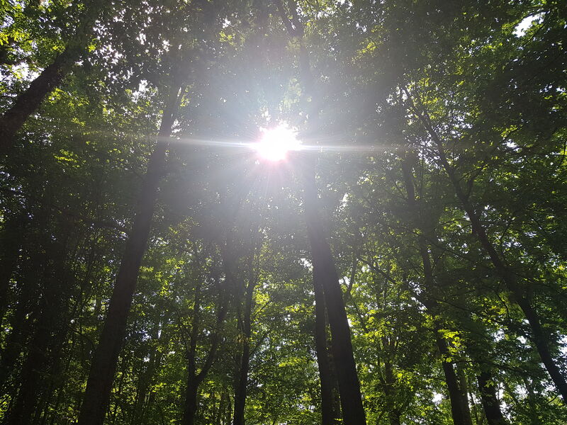 Forêt de Dourdan