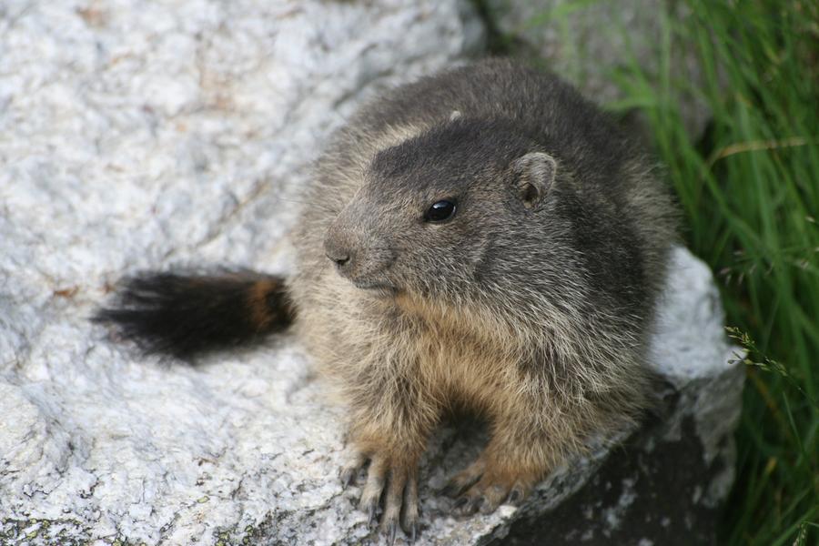 savoie-parc-national-vanoise-marmotte