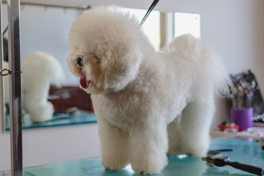 Caninou Toilettage