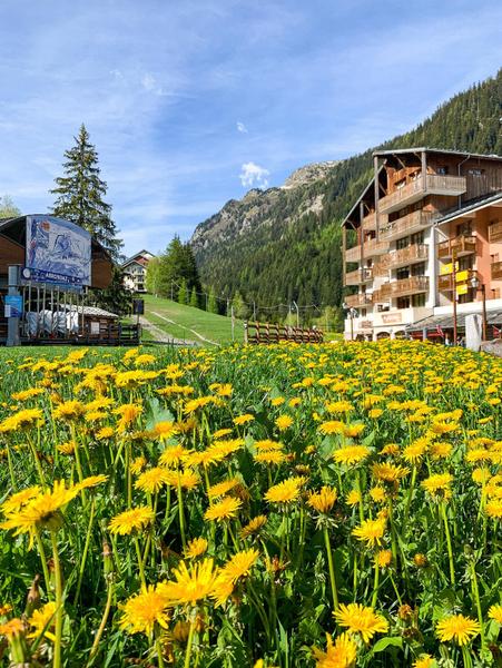 Image pissenlits_place_du_thabor_-_valfrejus_-_05.22_cb.thomas_ot_hmv.jpeg_low