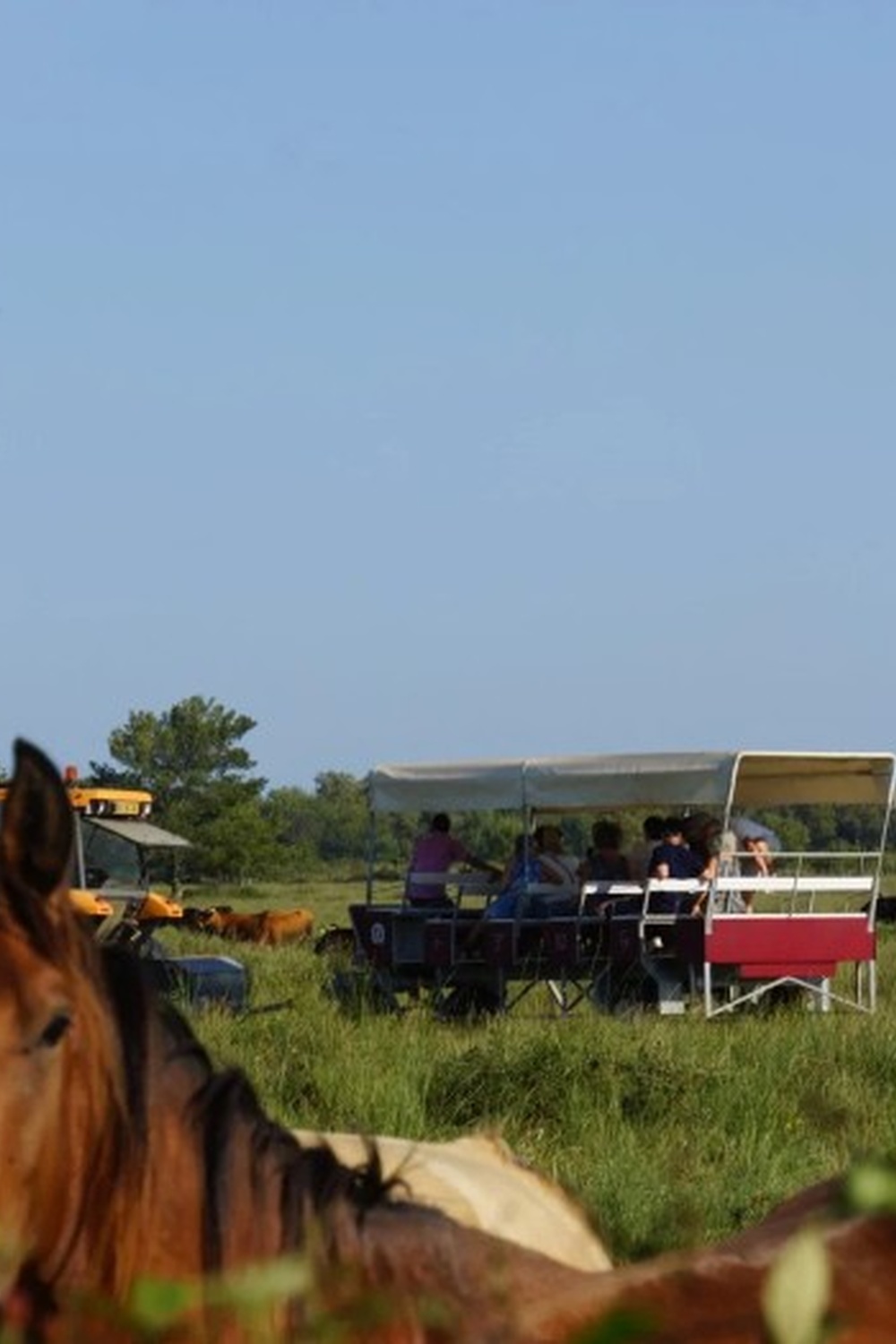 Visiter le Haras des Bruns au coeur d’une manade