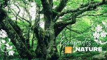 En-Foret