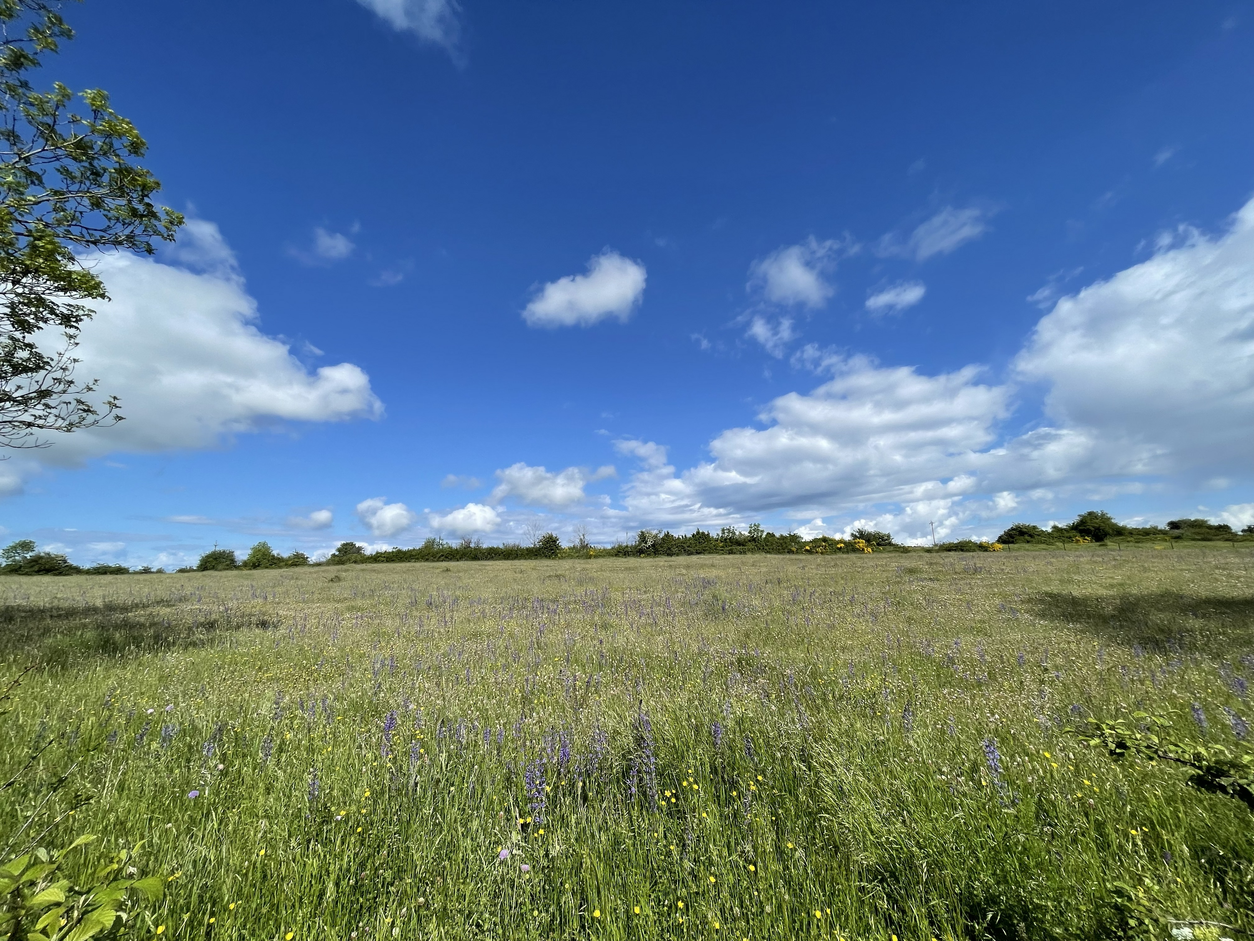Balade fleurie dans le cadre des animations de l'Espace Naturel Sensible