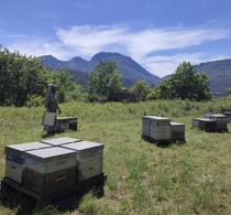 Production du miel de montagne en cours