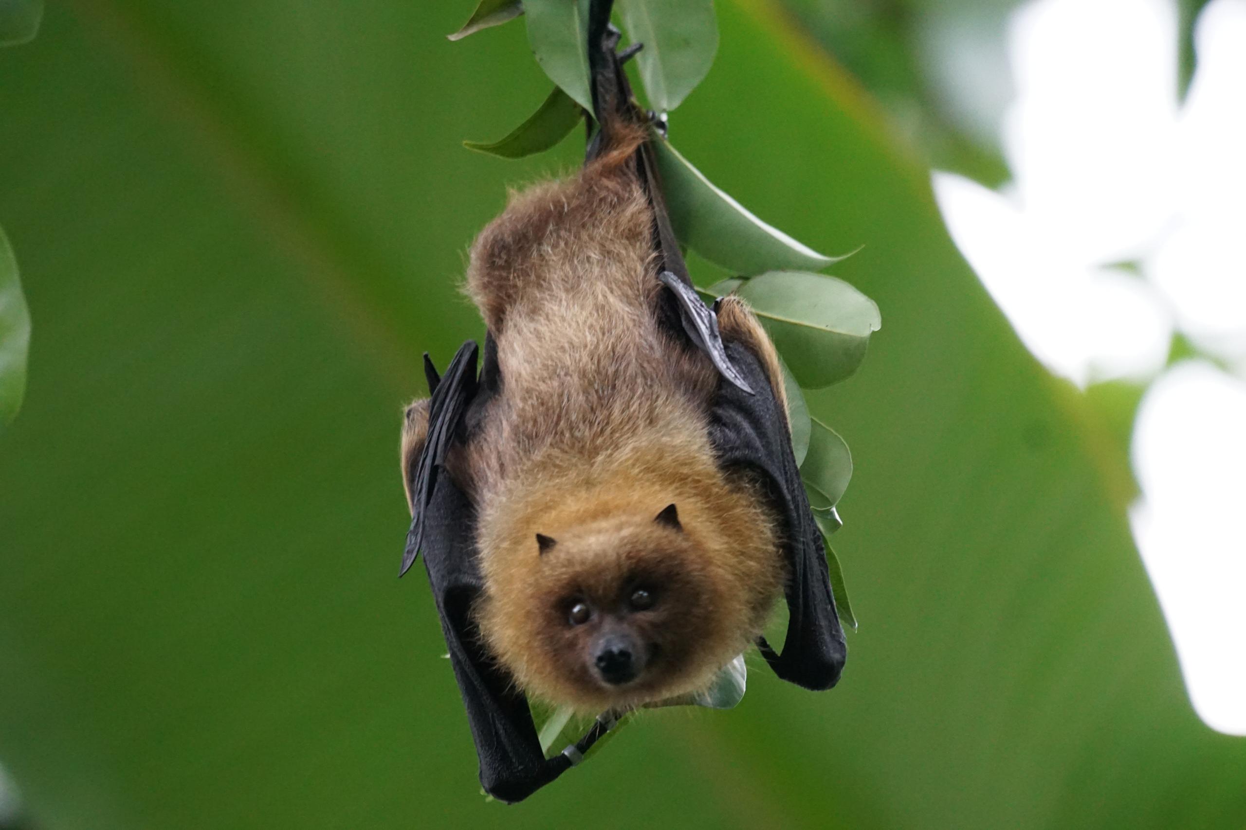 À la découverte des chauves-souris
