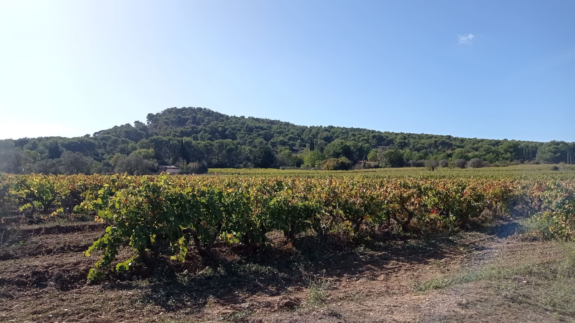 Sentier des vignerons - Boucle panoramique - photo 2