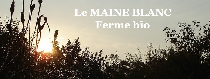 Le Maine Blanc