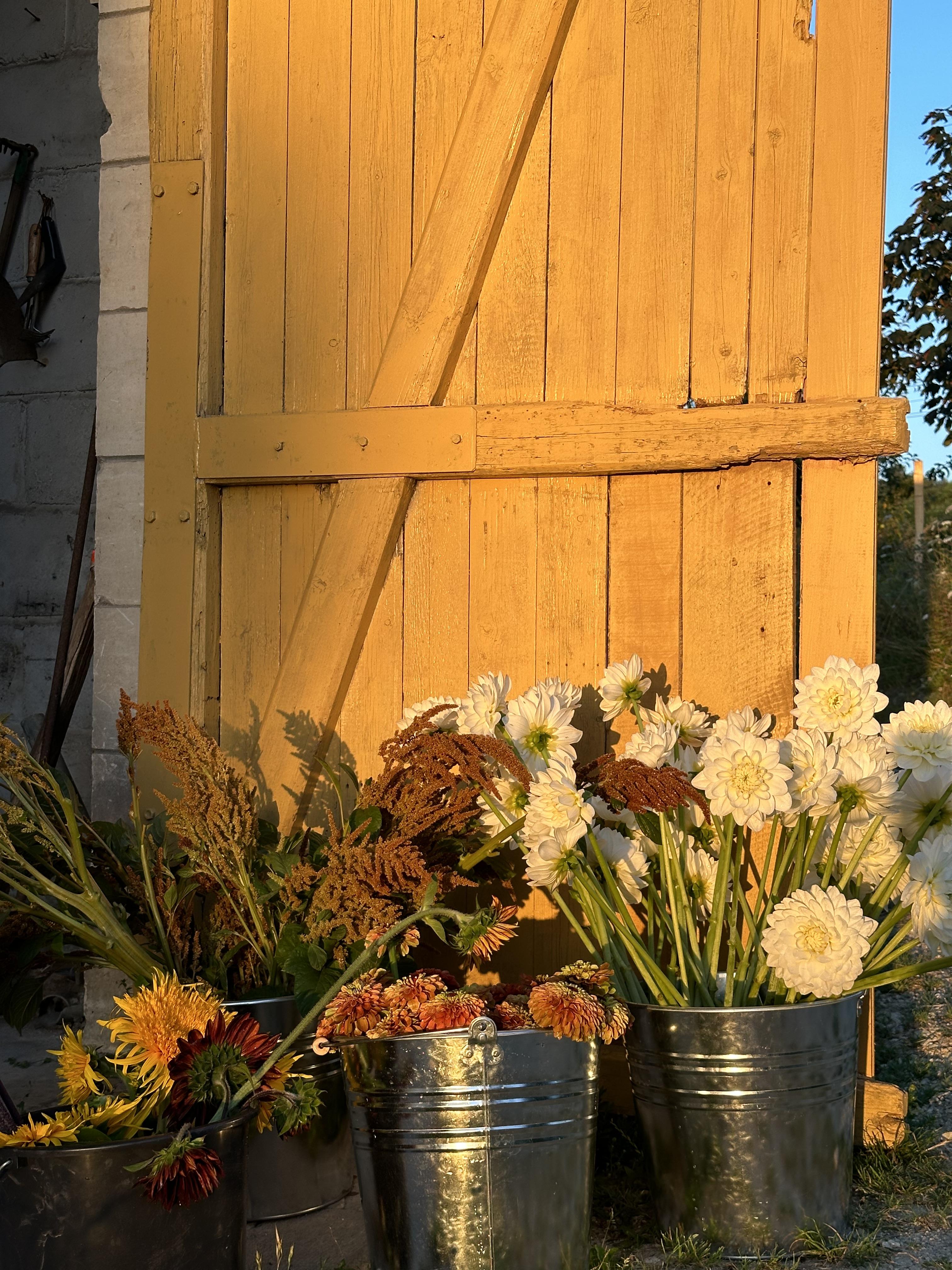 Fleurs de Roussillon