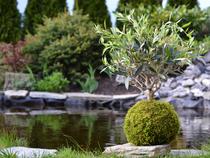 Atelier Kokedama : créez votre jardin suspendu !_Vizille