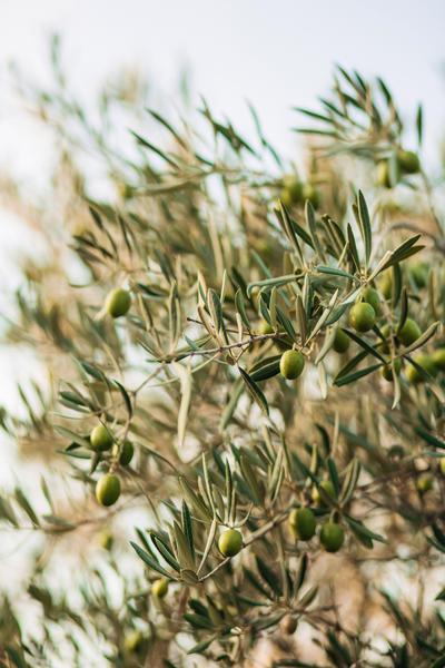 Visite d&rsquo;une oliveraie Bio et dégustation d&rsquo;huile d&rsquo;olive à Mondragon - Mondragon