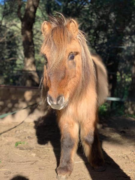Les Jeux d'Automne: baptême de poney_Cavalaire-sur-Mer