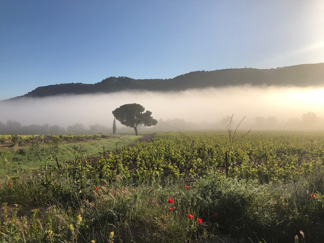 Val des Vignes - Mas Bleu, Ventabren - photo 5