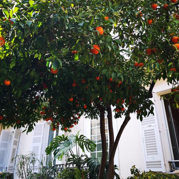 jardin avec les orangers