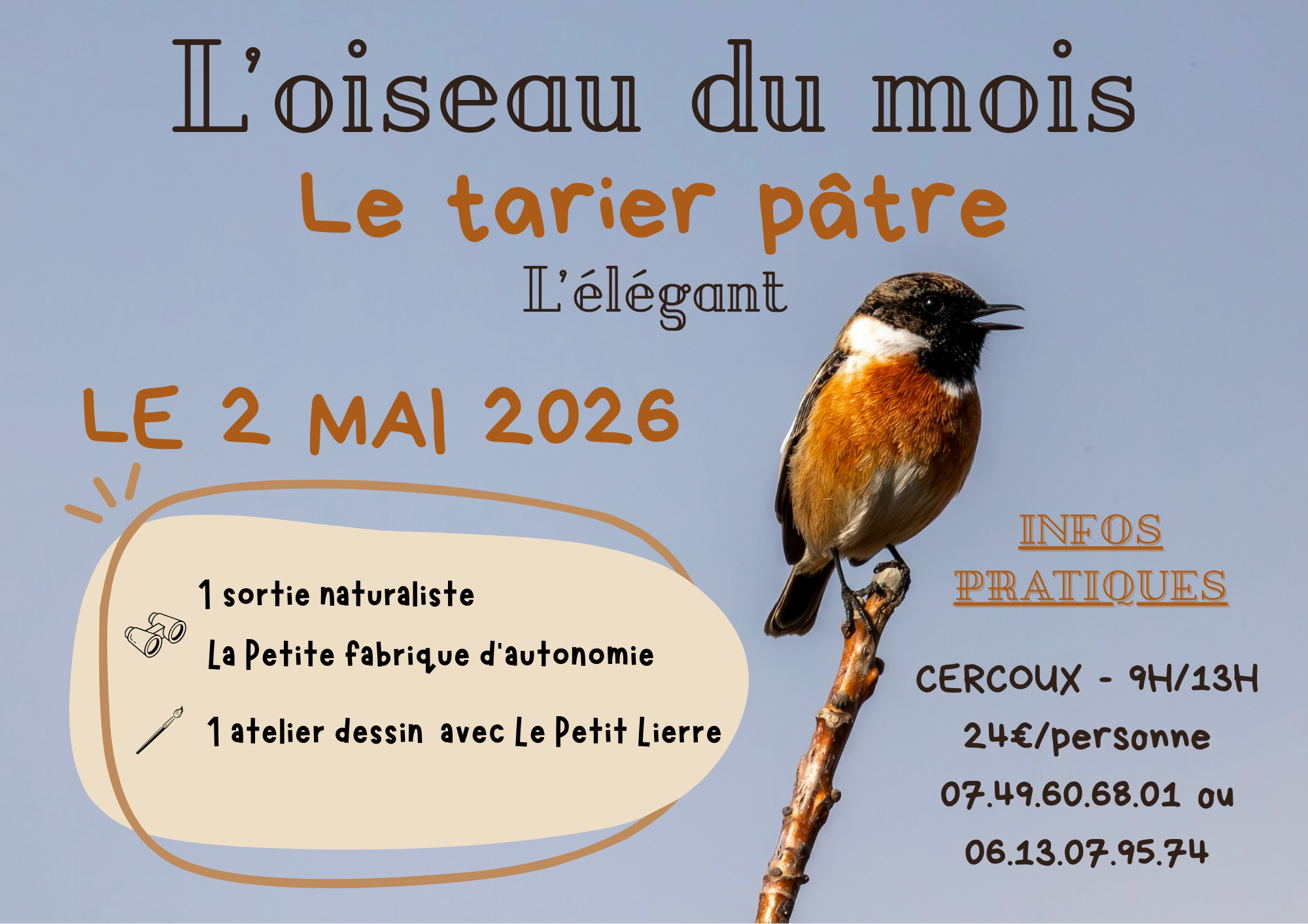 L'oiseau du mois: le tarier pâtre