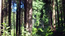 Arboretum