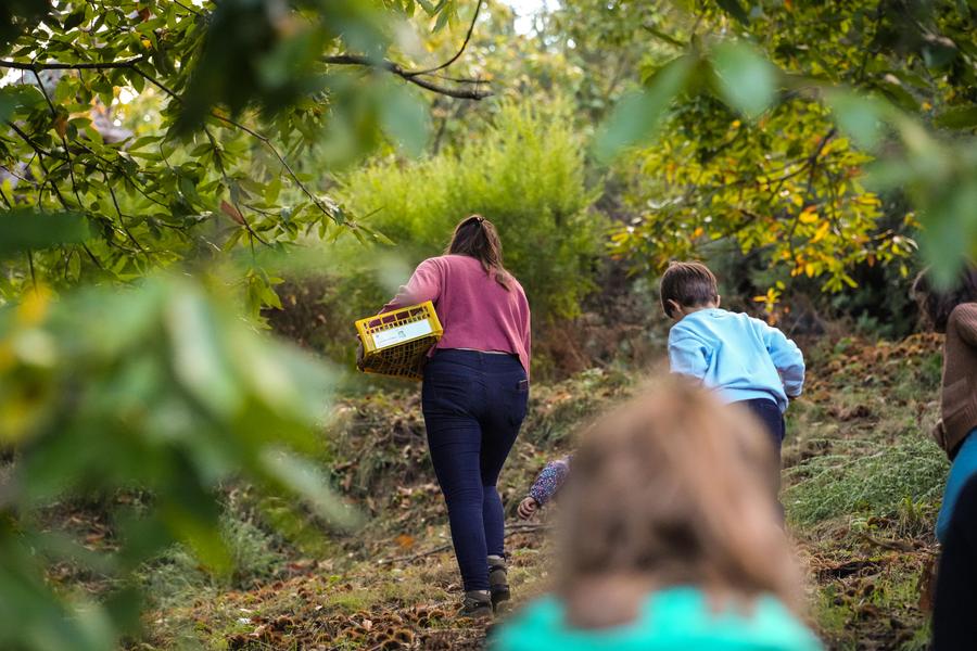 Châtaigneraie Godissard_Collobrières