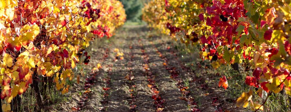 Domaine des Marchands