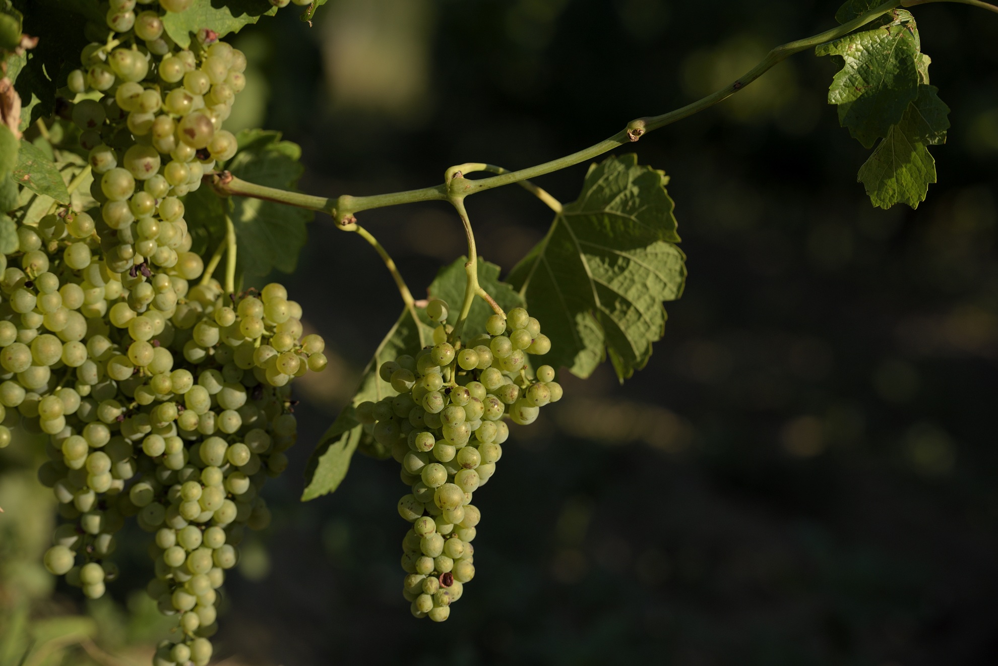 Séjour gourmand - Au cœur des vignes_Annonay