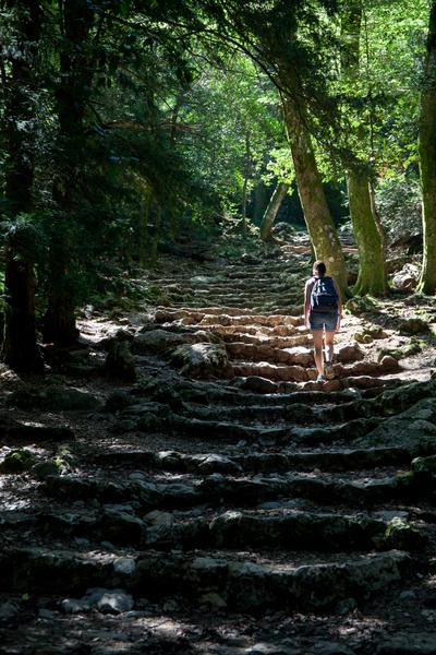 Randonnée en Sainte Baume : forêt, grotte et St Pilon