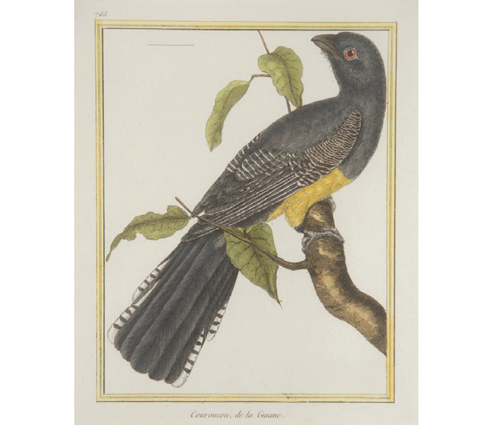 Exposition - Tangara, gélinotte et Cie - Oiseaux d'Amérique