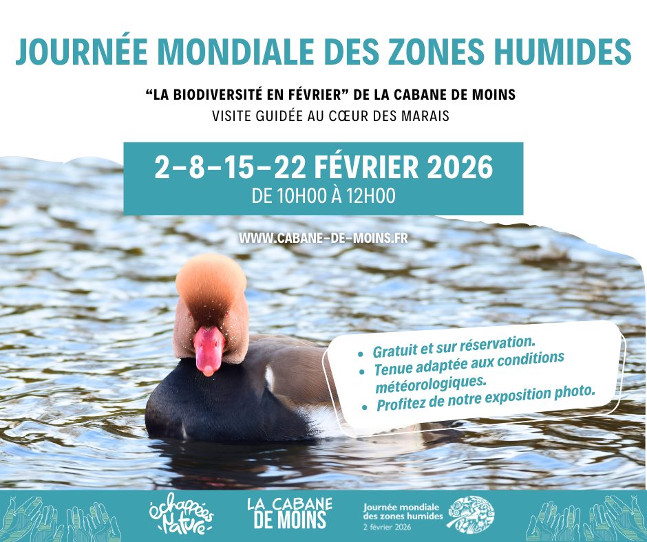 Visite guidée : La biodiversité en février