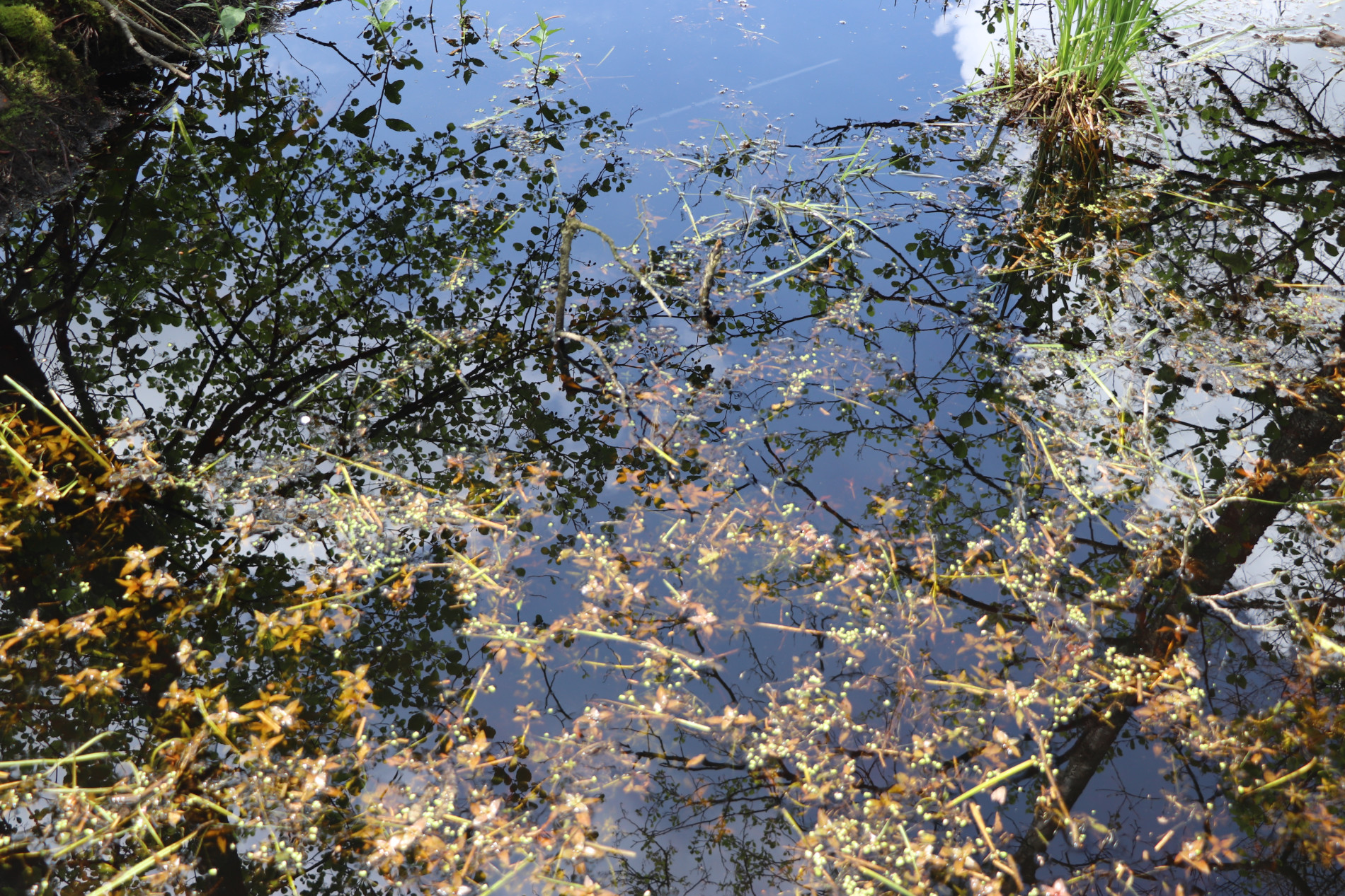 Reflets