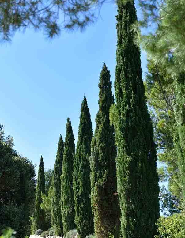 Mazet du Soleil (202) - Les Garrigues de la Vallée des Baux, Paradou - photo 10