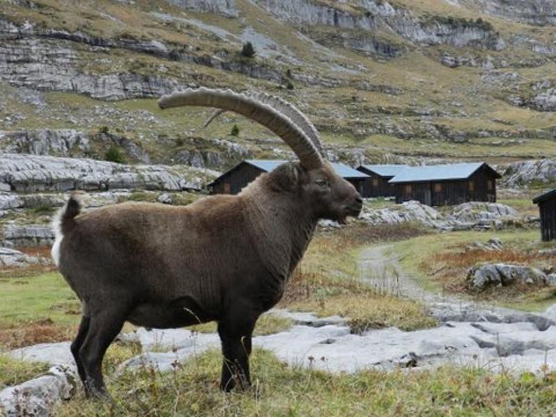 Bouquetin devant le Refuge