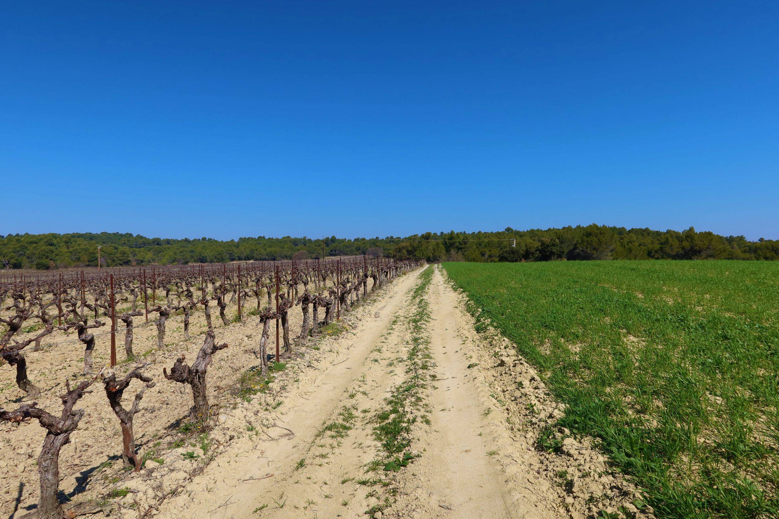 BEAUMONT-DE-PERTUIS - Entre collines boisées et cultures ancestrales