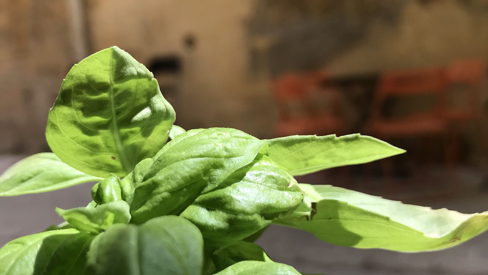 Club sandwiches - photo 4