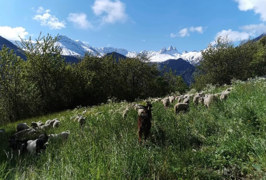 Bergerie de l'étoile