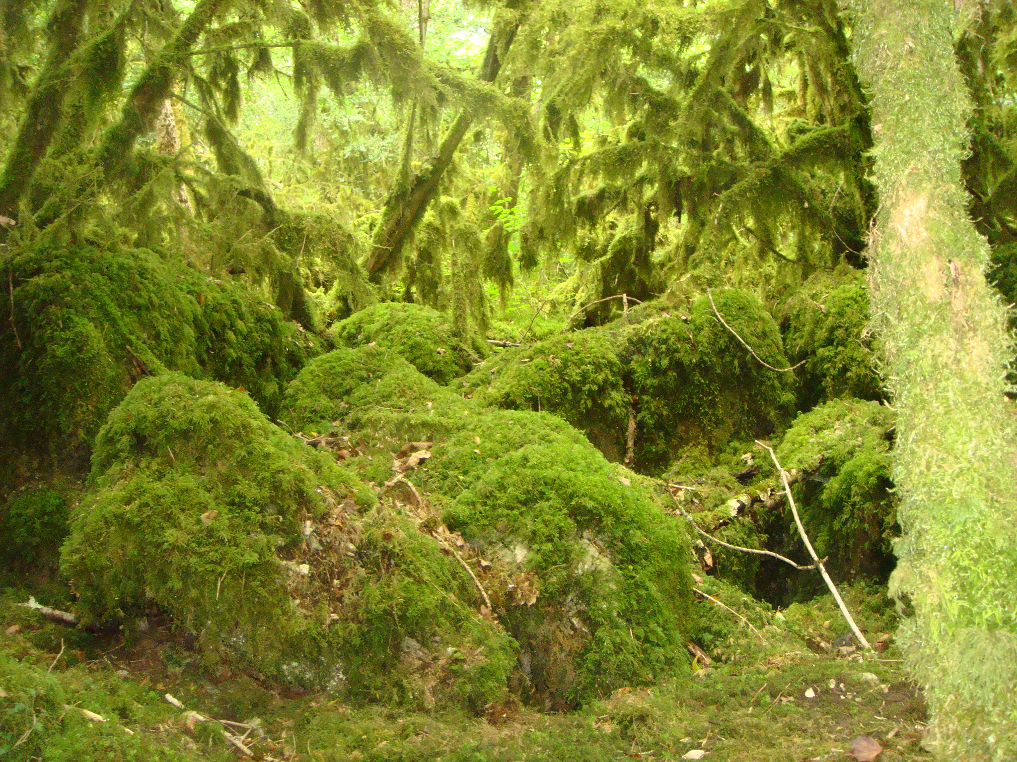 Sous-bois du Clapay