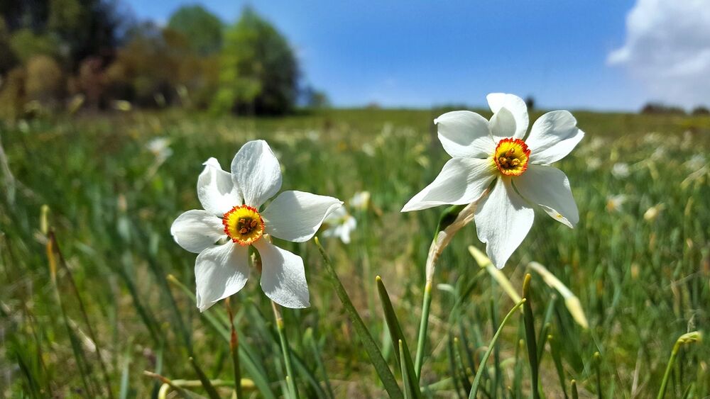 Narcisses sur le Plateau de Retord