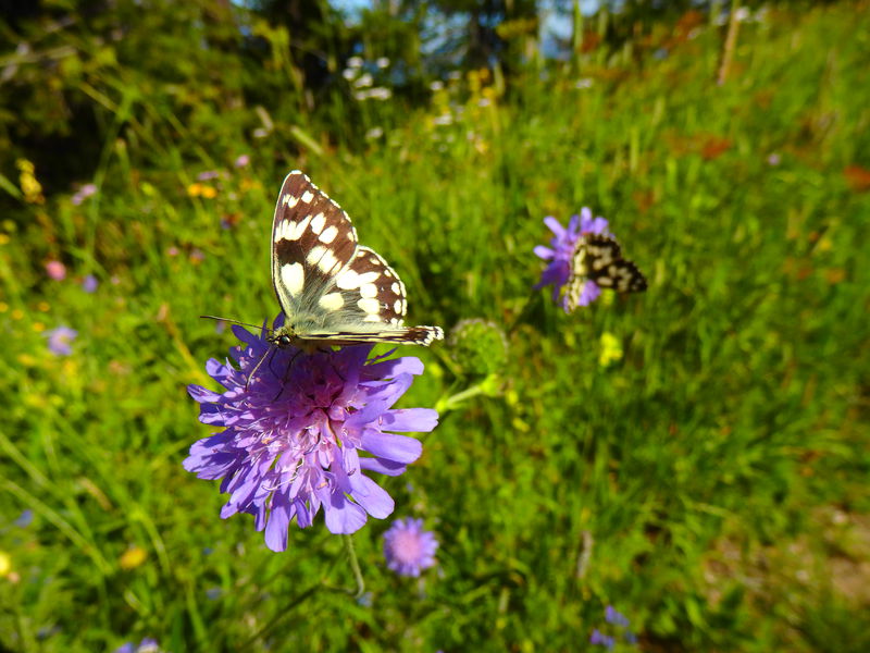 Rando Croix de Pralognan
