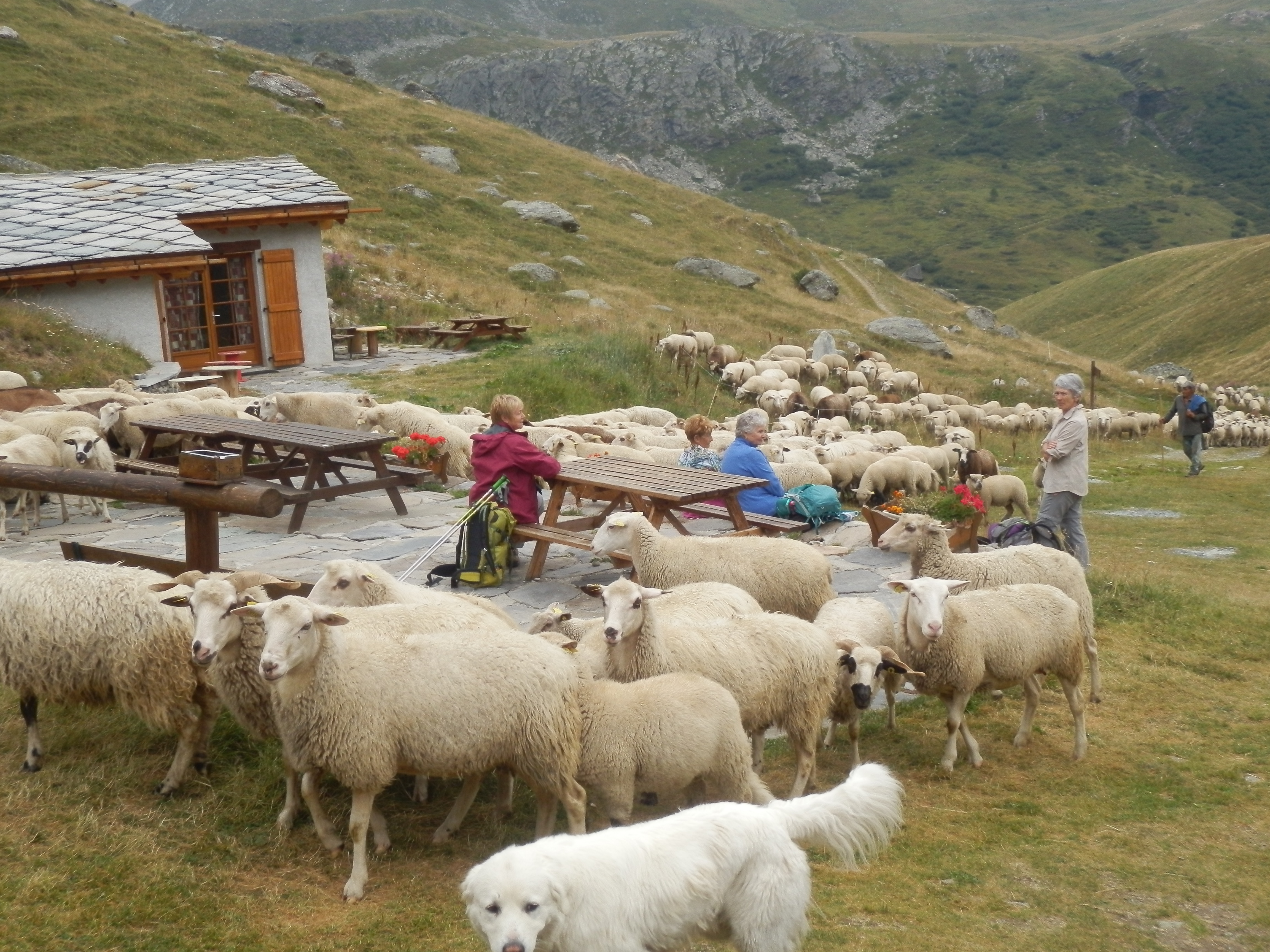 Terrasse et moutons