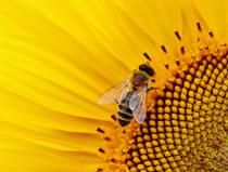 Plongez au cœur de la biodiversité de nos campagnes_Arcon