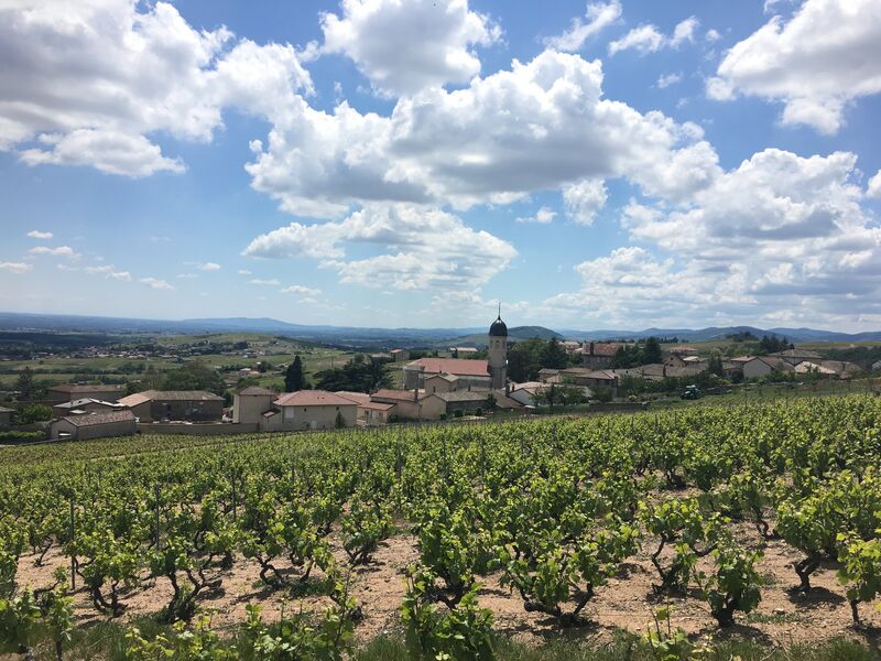 pique-nique et balade au Domaine Christophe Savoye à Chiroubles