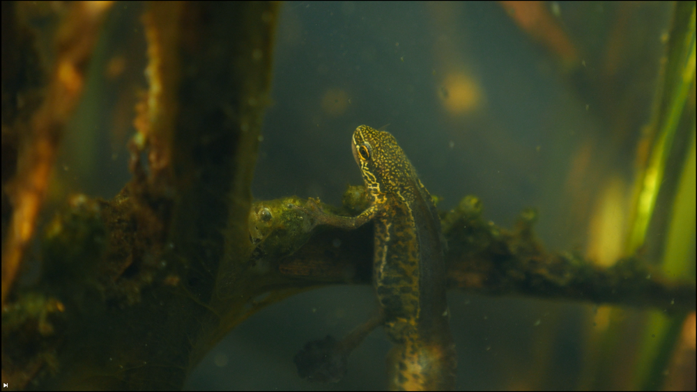 Extrait du film Un pavé dans la mare