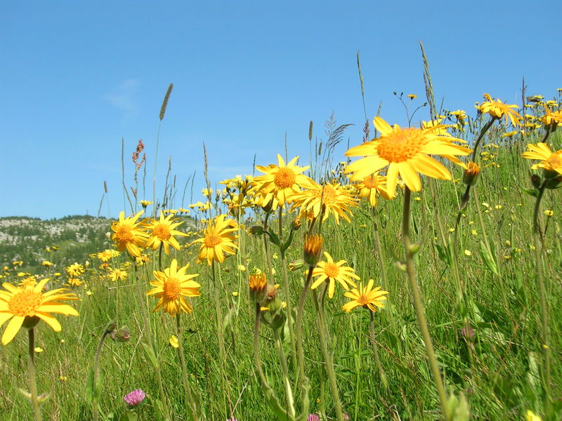 stage_feldenkrais_auberge_nordique_grand_bornand