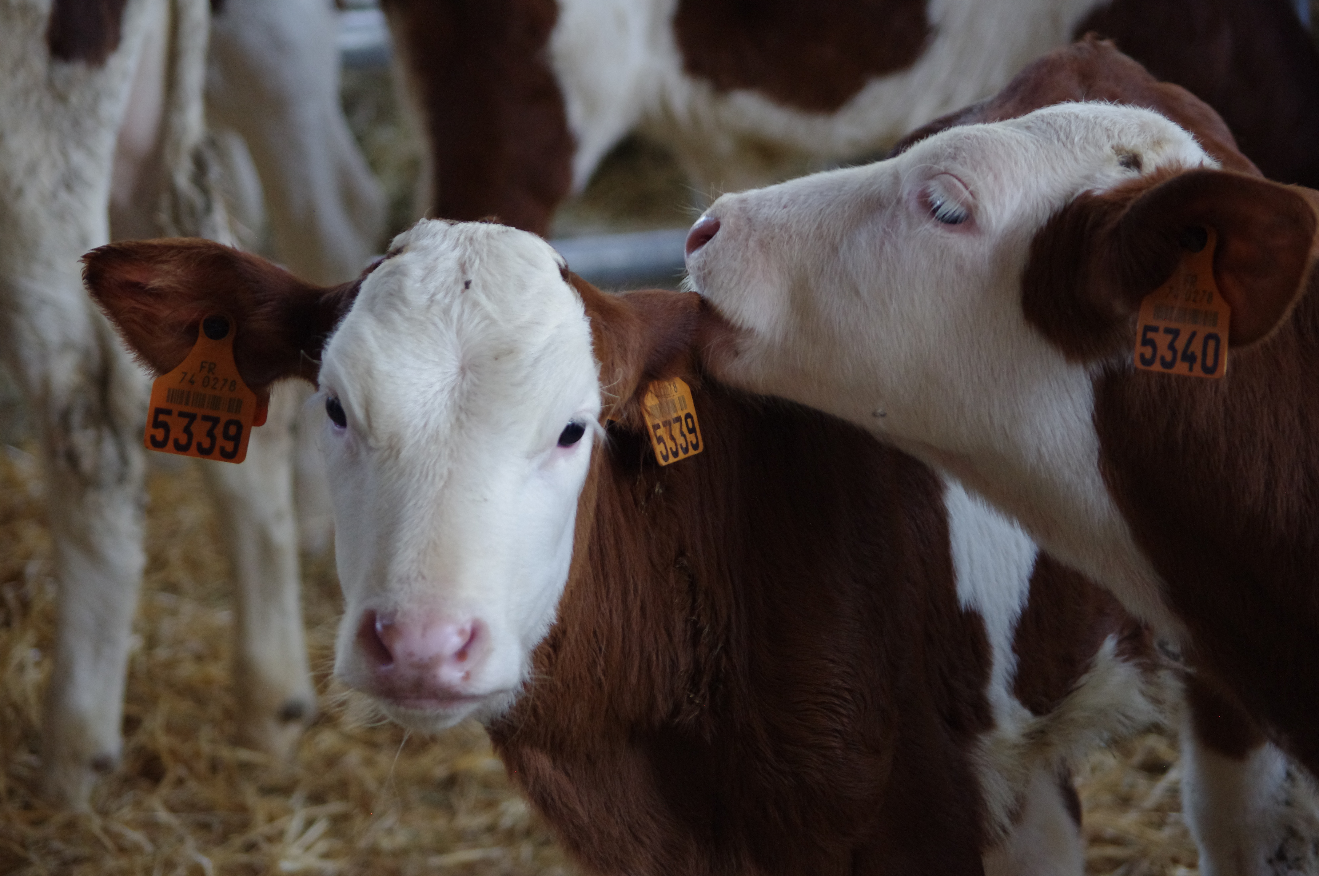 Accès libre à la ferme de Lorette à Glapigny